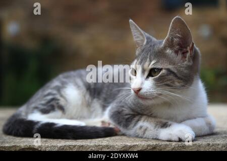 Porträt einer jungen Hauskatze (Alleenkatze, Hauskatze) mit einem weißen und grauen Mantel, auf einem Stein liegend. Stockfoto