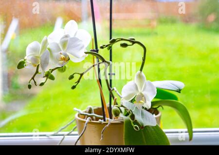 Eine Orchideenpflanze in einem Plastikpflanzentopf auf einer Küchenfensterbank eine zarte und fragile Blüte mit ornamentalen Qualitäten mit weißen Blüten. Stockfoto