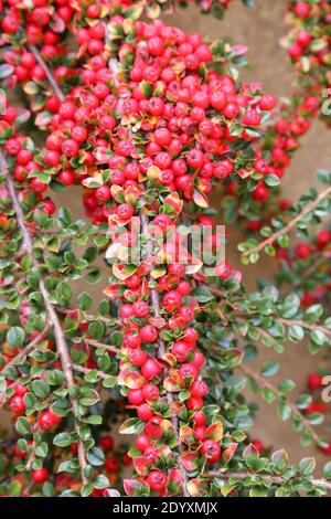 Natürliche Wildfund, Pflanzen, Blätter, Beeren, Blumen und Baumschutt aus der Zeit von Aug-Nov 2020 während der letzten und Ende der Blütezeit. Stockfoto