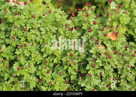 Natürliche Wildfund, Pflanzen, Blätter, Beeren, Blumen und Baumschutt aus der Zeit von Aug-Nov 2020 während der letzten und Ende der Blütezeit. Stockfoto