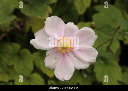 Natürliche Wildfund, Pflanzen, Blätter, Beeren, Blumen und Baumschutt aus der Zeit von Aug-Nov 2020 während der letzten und Ende der Blütezeit. Stockfoto