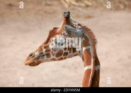 Porträt der niedlichen Giraffe . Afrikanisches Tier Stockfoto