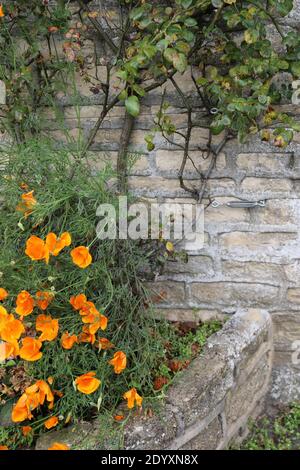 Natürliche Wildfund, Pflanzen, Blätter, Beeren, Blumen und Baumschutt aus der Zeit von Aug-Nov 2020 während der letzten und Ende der Blütezeit. Stockfoto