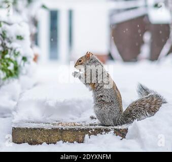 Kidderminster, Großbritannien. Dezember 2020. UK Wetter: Ein signifikanter 8cm Schneefall lässt die Tierwelt im Garten kämpfen, um Nahrung zu finden. Dieses einsame Grauhörnchen (Sciurus carolinensis) besucht eine willkommene Lichtung im Schnee, um sich von Sonnenblumenkernen zu ernähren, die von einem naturliebenden Haushalt ausgestreut werden. Kredit: Lee Hudson/Alamy Live Nachrichten Stockfoto