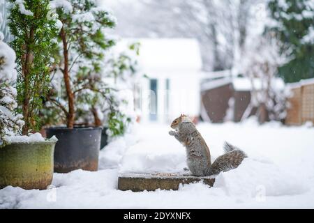 Kidderminster, Großbritannien. Dezember 2020. UK Wetter: Ein signifikanter 8cm Schneefall lässt die Tierwelt im Garten kämpfen, um Nahrung zu finden. Dieses einsame Grauhörnchen (Sciurus carolinensis) besucht eine willkommene Lichtung im Schnee, um sich von Sonnenblumenkernen zu ernähren, die von einem naturliebenden Haushalt ausgestreut werden. Kredit: Lee Hudson/Alamy Live Nachrichten Stockfoto