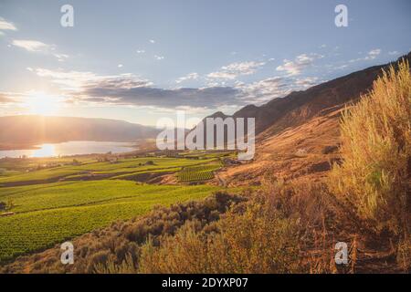 Ein Sonnenuntergang Blick auf die Okanagan Weinberge und Obstgärten in Osoyoos, B.C., Kanada, das berühmte Weinland im Okanagan Valley ist. Stockfoto