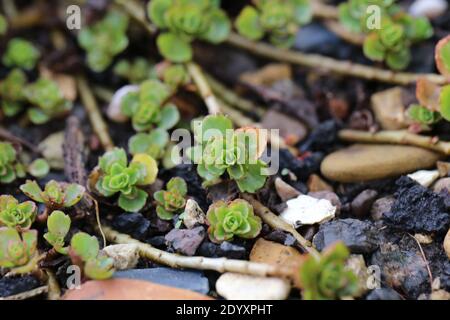 Natürliche Wildfund, Pflanzen, Blätter, Beeren, Blumen und Baumschutt aus der Zeit von Aug-Nov 2020 während der letzten und Ende der Blütezeit. Stockfoto