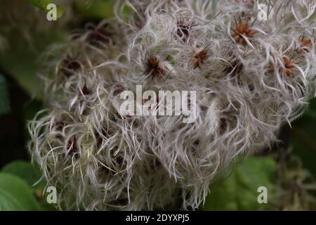 Natürliche Wildfund, Pflanzen, Blätter, Beeren, Blumen und Baumschutt aus der Zeit von Aug-Nov 2020 während der letzten und Ende der Blütezeit. Stockfoto