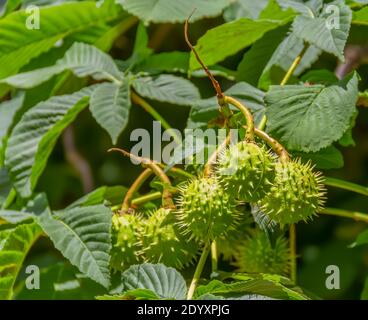 Detailaufnahme von einigen frischen grünen Rosskastanienfrüchten auf Ein Baum Stockfoto