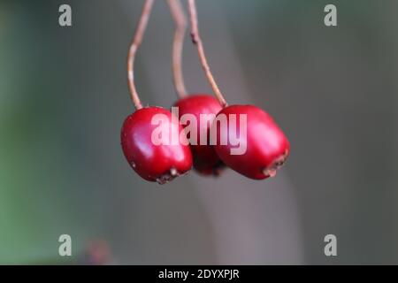 Natürliche Wildfund, Pflanzen, Blätter, Beeren, Blumen und Baumschutt aus der Zeit von Aug-Nov 2020 während der letzten und Ende der Blütezeit. Stockfoto
