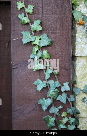 Natürliche Wildfund, Pflanzen, Blätter, Beeren, Blumen und Baumschutt aus der Zeit von Aug-Nov 2020 während der letzten und Ende der Blütezeit. Stockfoto