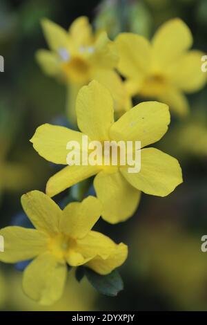 Natürliche Wildfund, Pflanzen, Blätter, Beeren, Blumen und Baumschutt aus der Zeit von Aug-Nov 2020 während der letzten und Ende der Blütezeit. Stockfoto