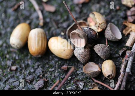 Natürliche Wildfund, Pflanzen, Blätter, Beeren, Blumen und Baumschutt aus der Zeit von Aug-Nov 2020 während der letzten und Ende der Blütezeit. Stockfoto