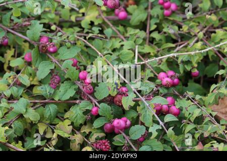 Natürliche Wildfund, Pflanzen, Blätter, Beeren, Blumen und Baumschutt aus der Zeit von Aug-Nov 2020 während der letzten und Ende der Blütezeit. Stockfoto
