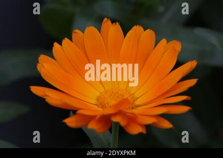 Natürliche Wildfund, Pflanzen, Blätter, Beeren, Blumen und Baumschutt aus der Zeit von Aug-Nov 2020 während der letzten und Ende der Blütezeit. Stockfoto