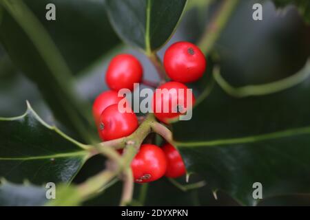Natürliche Wildfund, Pflanzen, Blätter, Beeren, Blumen und Baumschutt aus der Zeit von Aug-Nov 2020 während der letzten und Ende der Blütezeit. Stockfoto