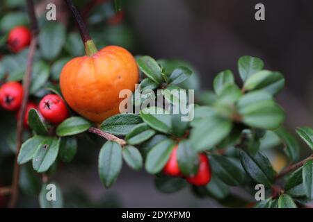 Natürliche Wildfund, Pflanzen, Blätter, Beeren, Blumen und Baumschutt aus der Zeit von Aug-Nov 2020 während der letzten und Ende der Blütezeit. Stockfoto