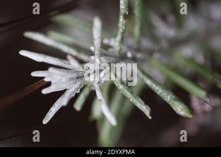 Misty Winters Day 2020 saisonales wildes Laub und Bäume, die absterben, zeigen die wahre Schönheit des Endes einer Pflanzenblüte vor der Regeneration. Stockfoto