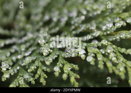 Misty Winters Day 2020 saisonales wildes Laub und Bäume, die absterben, zeigen die wahre Schönheit des Endes einer Pflanzenblüte vor der Regeneration. Stockfoto