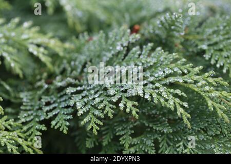 Misty Winters Day 2020 saisonales wildes Laub und Bäume, die absterben, zeigen die wahre Schönheit des Endes einer Pflanzenblüte vor der Regeneration. Stockfoto