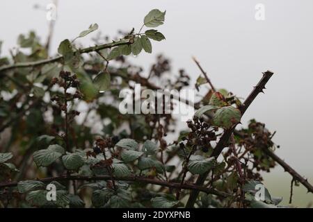 Misty Winters Day 2020 saisonales wildes Laub und Bäume, die absterben, zeigen die wahre Schönheit des Endes einer Pflanzenblüte vor der Regeneration. Stockfoto