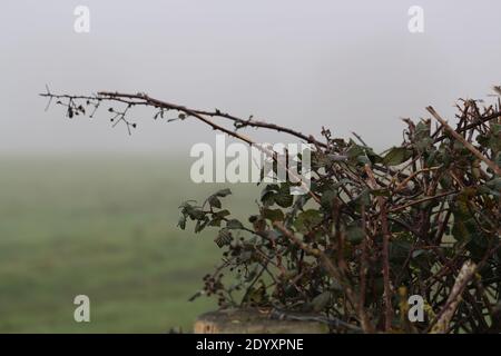 Misty Winters Day 2020 saisonales wildes Laub und Bäume, die absterben, zeigen die wahre Schönheit des Endes einer Pflanzenblüte vor der Regeneration. Stockfoto