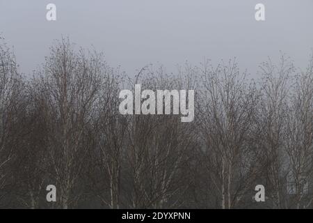 Misty Winters Day 2020 saisonales wildes Laub und Bäume, die absterben, zeigen die wahre Schönheit des Endes einer Pflanzenblüte vor der Regeneration. Stockfoto