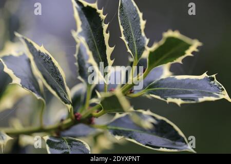 Misty Winters Day 2020 saisonales wildes Laub und Bäume, die absterben, zeigen die wahre Schönheit des Endes einer Pflanzenblüte vor der Regeneration. Stockfoto