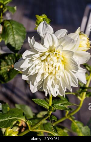 'White Perfection' formell Decorative Dahlia, Dekorativdahlia (Dahlia x Hortensis) Stockfoto