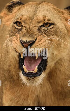 Nahaufnahme eines brüllenden Löwinnen, Nairobi National Park, Kenia Stockfoto