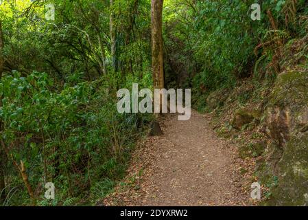 Naturlehrpfad in der Karangahake Gorge in Neuseeland Stockfoto