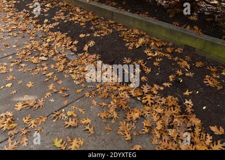 Gehweg von dunklem Schmutz Pflanzgefäß, Holz Stützrand, alle mit orange und braun Eichenblätter, Vorstadt Herbst Saison, horizontalen Aspekt abgedeckt Stockfoto