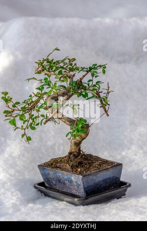 Bonsai, Ulmus parvifolia, allgemein bekannt als die chinesische Ulme oder Lacebinke Ulme. Aufgenommen vor einem Schneehintergrund Stockfoto