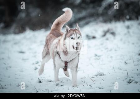 Ein sibirischer Husky wandert im Winterschnee. Stockfoto