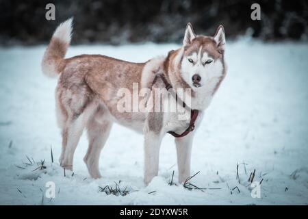 Ein sibirischer Husky wandert im Winterschnee. Stockfoto