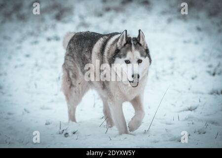 Ein sibirischer Husky wandert im Winterschnee. Stockfoto