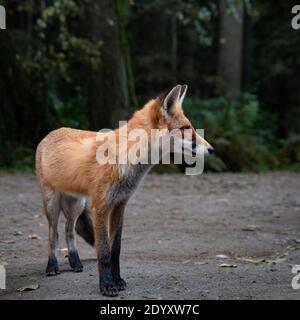 Ein wilder Fuchs steht am Waldrand, Kurische Nehrung, Kaliningrad, Russland Stockfoto