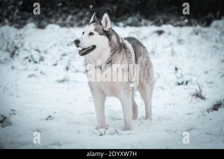 Ein sibirischer Husky wandert im Winterschnee. Stockfoto