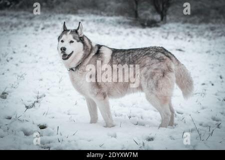 Ein sibirischer Husky wandert im Winterschnee. Stockfoto