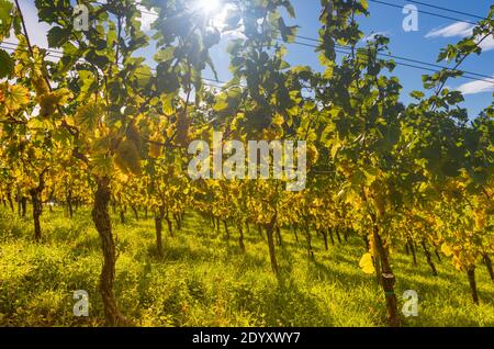 Weinberge entlang der südsteirischen Weinstraße, eine charmante Region an der Grenze zwischen Österreich und Slowenien mit grünen Hügeln, Weinberge, malerisch Stockfoto