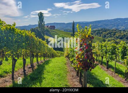Weinberge entlang der südsteirischen Weinstraße, eine charmante Region an der Grenze zwischen Österreich und Slowenien mit grünen Hügeln, Weinberge, malerisch Stockfoto