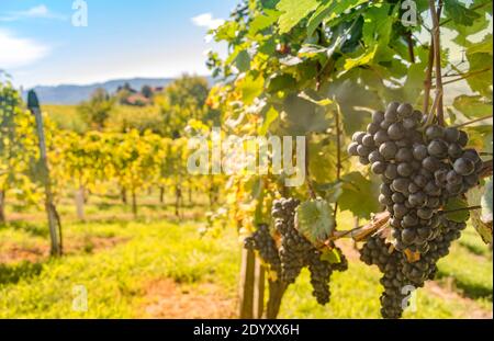 Weinberge entlang der südsteirischen Weinstraße, eine charmante Region an der Grenze zwischen Österreich und Slowenien mit grünen Hügeln, Weinberge, malerisch Stockfoto