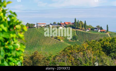 Weinberge entlang der südsteirischen Weinstraße, eine charmante Region an der Grenze zwischen Österreich und Slowenien mit grünen Hügeln, Weinberge, malerisch Stockfoto