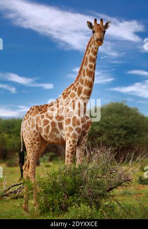 Giraffe, Etosha Park, Namibia Stockfoto