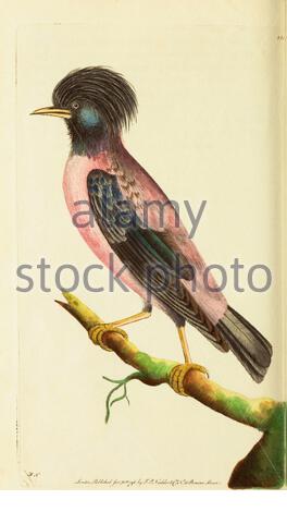 Rosy Starling (Pastor roseus), Vintage Illustration veröffentlicht in der Naturalist's Miscellany von 1789 Stockfoto