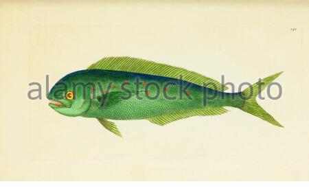 Mahi-Mahi oder gewöhnlicher Delphinfisch (Coryphaena hippurus), Vintage-Illustration veröffentlicht in der Naturalist's Miscellany von 1789 Stockfoto