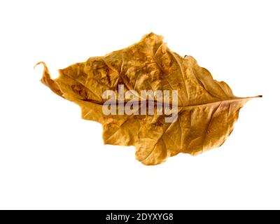 Die Eiche Blatt isoliert auf einem weißen Hintergrund. Stockfoto