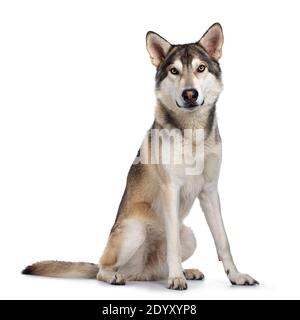 Schöner reinrassig Tamaskan Wolf Hund, sitzend Seitenwege. Blick auf die Kamera mit hellgelben Augen. Isoliert auf weißem Hintergrund. Mund geschlossen. Stockfoto