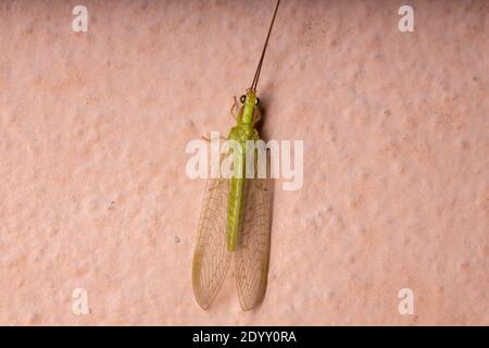 Typische grüne Lacewing der Gattung Ceraeochrysa Stockfoto