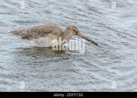 Wintergefieder Schwarzschwanziger Godwit im Wasser, RSPB Titchwell Marsh Nature Reserve, Norfolk, England Stockfoto